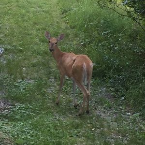 Meet your Posher, Sefora